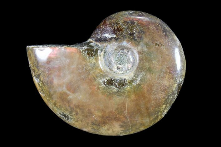 Iridescent, Red Flash Ammonite - Madagascar #82445